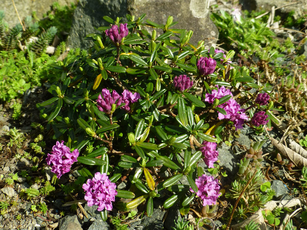 Daphne arbuscula x sericea